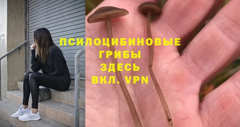 Псилоцибиновые грибы Magic Shrooms  хочу   Каргополь 